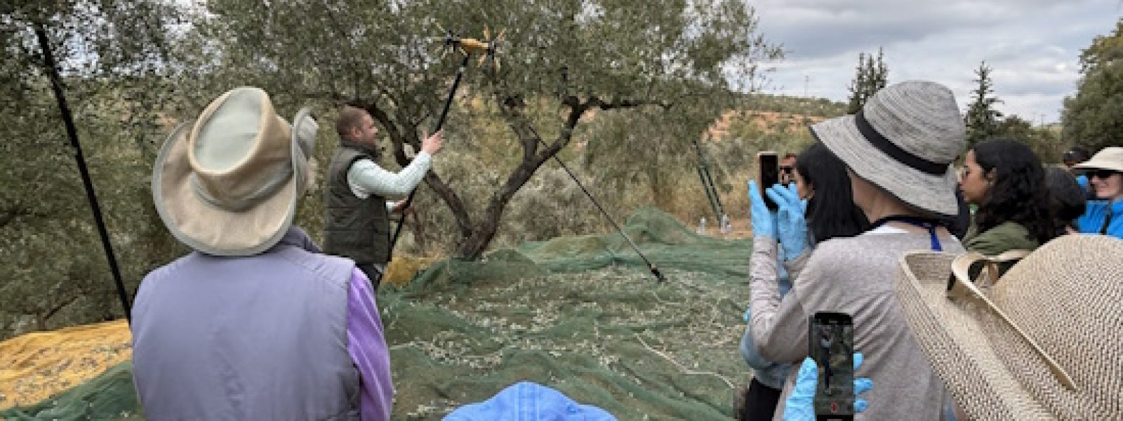 liomazema-sti-sparti-apo-Αmerikanous Λιομάζεμα στη Σπάρτη από Αμερικανούς ταξιδιώτες | Γνωριμία της Πελοποννήσου μέσα από τον αγροτουρισμό