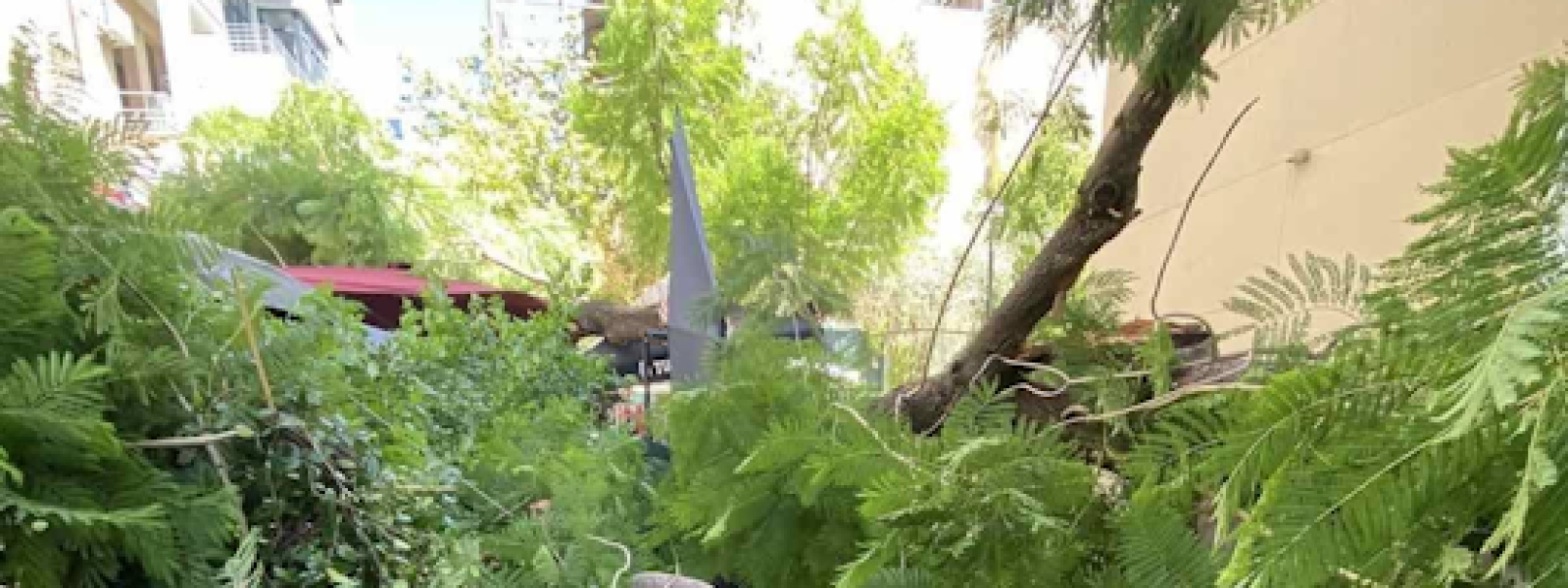 Πτώση δέντρων στο κέντρο της Αθήνας από τους ανέμους- 2 τραυματισμοί πολιτών